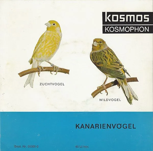 Kanarienvögel