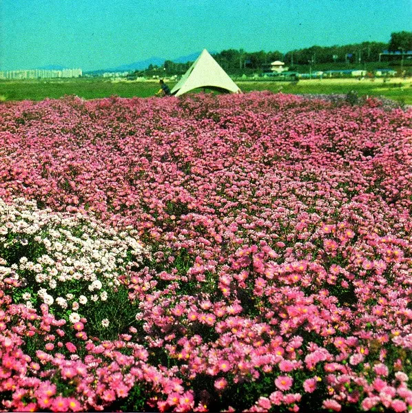 Magenta
