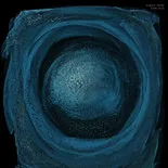 Sonic Blue
