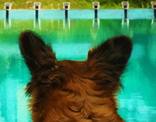 Animal