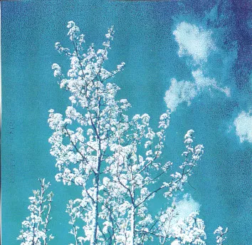 Eupepsia