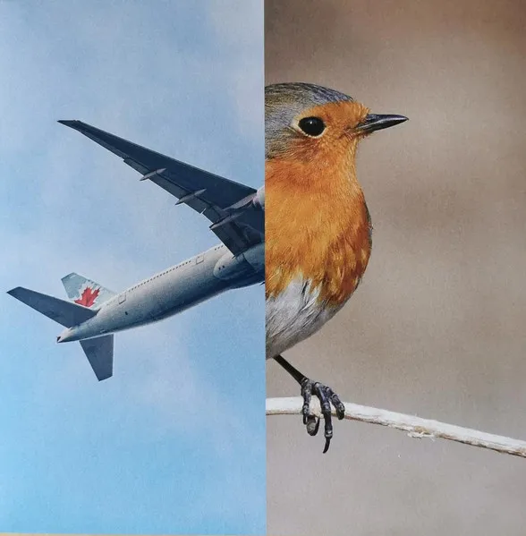 Birds