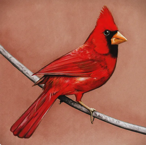 Old Crows / Young Cardinals