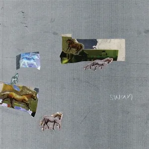 Swan