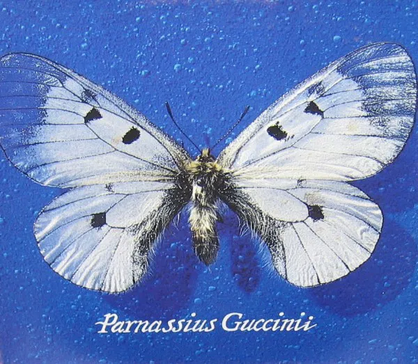 Parnassius Guccinii