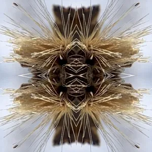 SUTRA