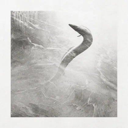 Eel