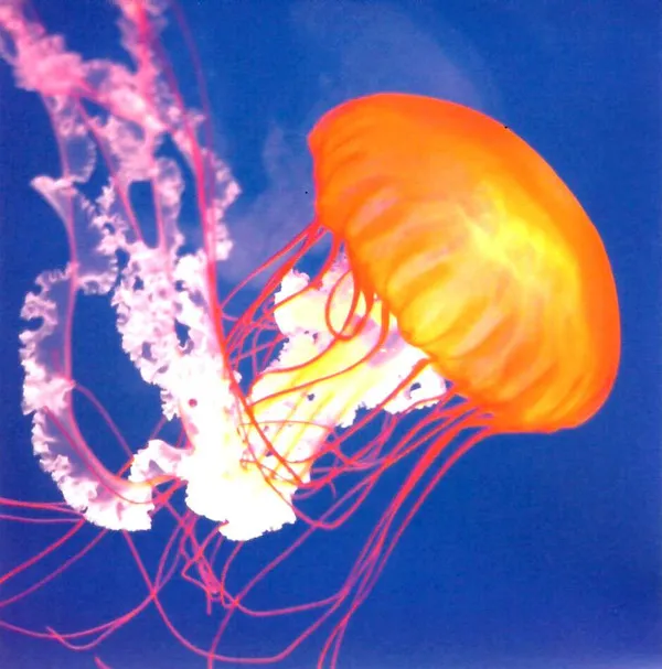 Primordial Lift