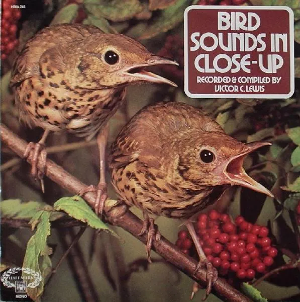 Bird Sounds In Close Up