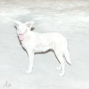 Malandra